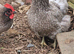Blue Jersey Giant hatching eggs