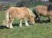 Standard registered shetland yearling colts