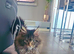 MAINE COON FEMALE