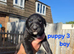 Lurcher Puppies