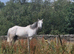OTTB flea bitten grey mare