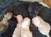 READY NOW BEAUTIFULL MAILTOPOO PUPS