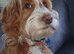 Adorable Cockerpoo Stud