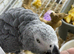 Baby African grey