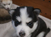 Beautiful Pomsky Puppies 3 Girls & 1 Boy Available