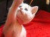 Beautiful British Longhair x British Shorthair Kittens &ndash; Ready for Their Forever Homes