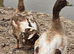 Ducks & Drakes
