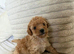 Adorable Toy Maltipoos