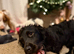 Year old male cocker spaniel 14 months