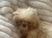 Imperial shihtzu puppies