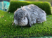 Mini lop female