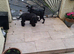 Miniature schnauzer pup 16 weeks old