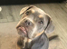 Dogue de Bordeaux in need of loving home