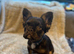 Fluffy male French bulldog