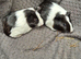 Guinea Pigs looking for new homes