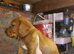 Cocker spaniel x patterdale pup