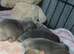 2 French bulldogs