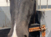 4 yr old Cob gelding