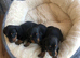 Upcoming litter of mini smooth haired dachshunds