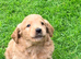 Stunning Male Goldendoodle