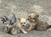 Chorkie