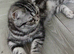 Bsh. Black silver tabby