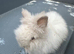 Lionhead bunnies