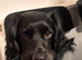 Male sprocker spaniel