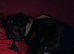 Kobie- 3 year old Gentle Giant