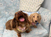 Miniature dachshund puppy