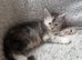 Pure Maine Coon Kittens. DELIVERY is available.