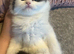Ragdoll cross kittens for sale (full ragdoll mum) &pound;200