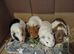 Baby Female Guinea Pigs Sheltie & Smooth Coats