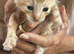 Beautiful adorable full ginger kittens x 4