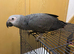 Hand reared Baby African grey