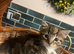 Beautiful tabby girls