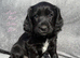 Gorgeous KC reg Cocker Spaniel pups (working type)
