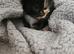 Kittens for sale