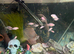Convict cichlids
