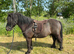 Stunning Standard Shetland