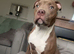 Loving staff cross pocket bully male