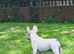 Male French bulldog
