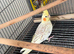 Cockatiels