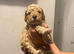 Covapoo pups for sale