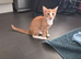Female kitten