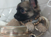 Tiny chihuahua puppies
