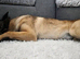 Belgian malinois bitch 6mths old