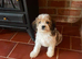 F1 cavapoos