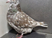 Almond colour rare colour racing pigeons