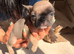 French bulldog puppies